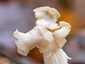 Fodros papsapkagomba (Helvella crispa), Pilis